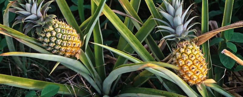 北方能不能种植菠萝
