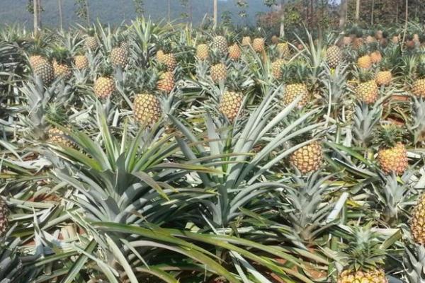 北方能不能种植菠萝,可以种植但要注意做好保温措施