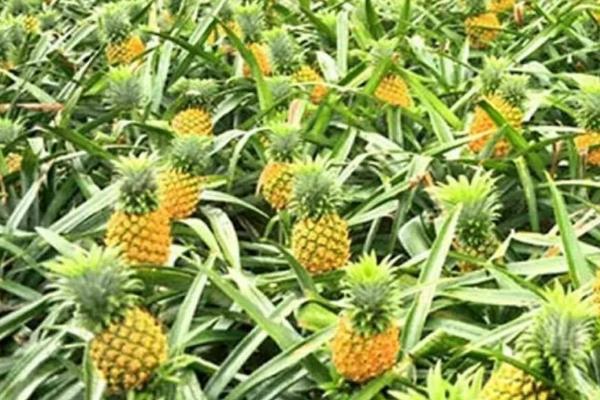 北方能不能种植菠萝,可以种植但要注意做好保温措施