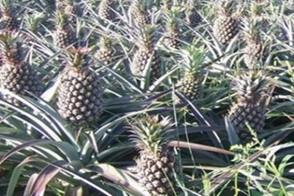 北方能不能种植菠萝,可以种植但要注意做好保温措施