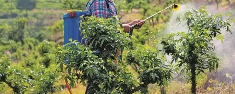 微量元素水溶肥怎么使用