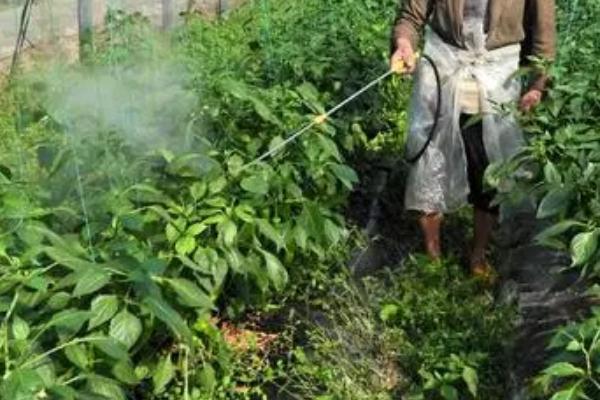 微量元素水溶肥怎么使用,和有机肥搭配使用效果更好