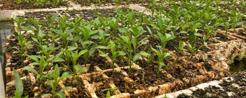 辣椒苗冬季管理方法