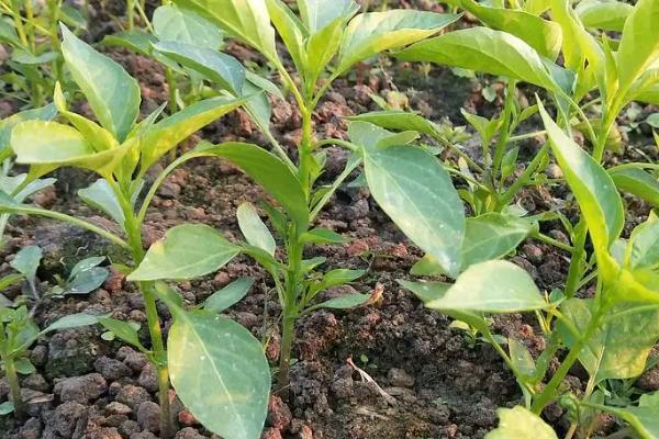 辣椒苗冬季管理方法,雨雪停后要注意覆盖草苫