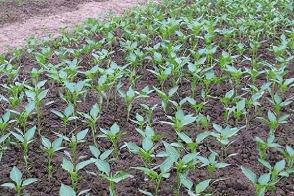 辣椒苗冬季管理方法,雨雪停后要注意覆盖草苫