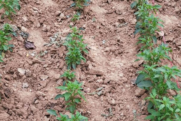 辣椒苗冬季管理方法,雨雪停后要注意覆盖草苫