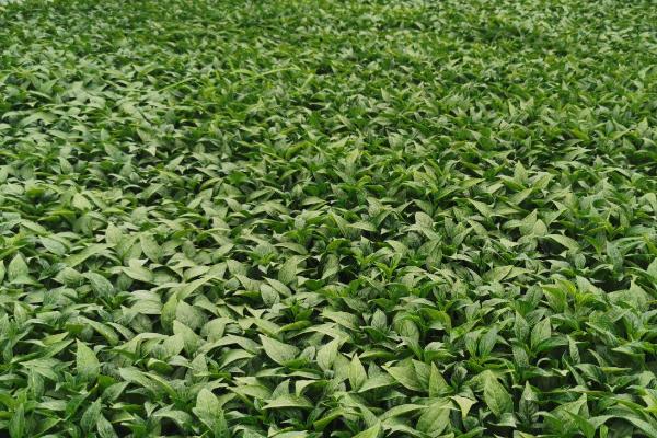 辣椒苗冬季管理方法,雨雪停后要注意覆盖草苫