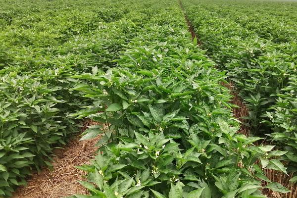 辣椒苗冬季管理方法,雨雪停后要注意覆盖草苫