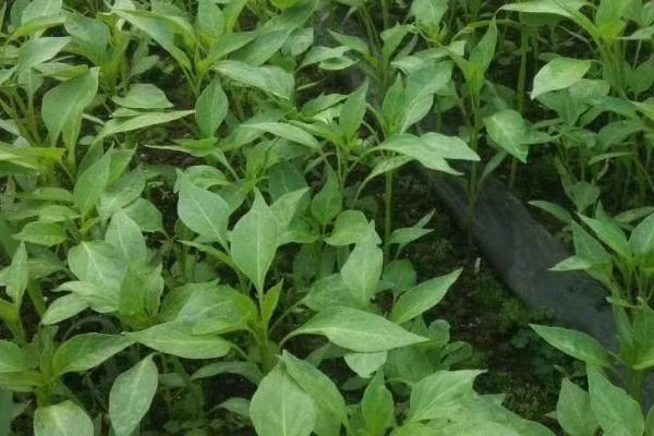 辣椒苗冬季管理方法,雨雪停后要注意覆盖草苫