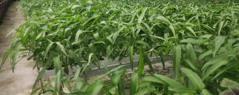 空心菜的水培方法