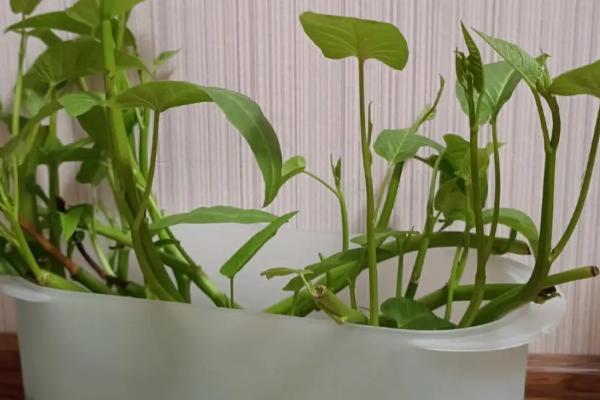 空心菜的水培方法,需将幼苗放在浮水材料上面固定住