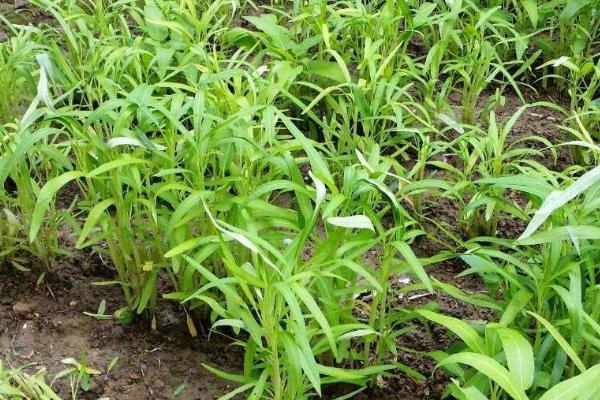 空心菜的水培方法,需将幼苗放在浮水材料上面固定住