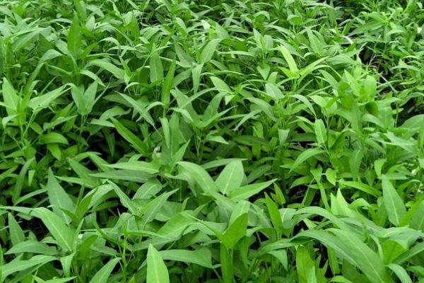 空心菜的水培方法,需将幼苗放在浮水材料上面固定住