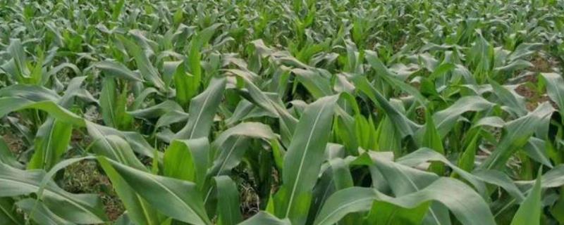 玉米抽穗期的田间管理方法