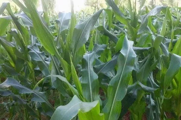 玉米抽穗期的田间管理方法,抽穗期兑水肥需求量大