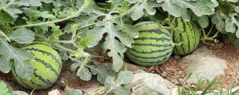 种西瓜可以用草木灰做底肥吗