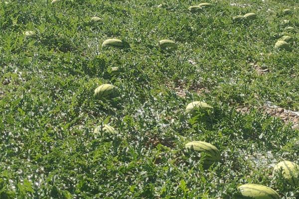 种西瓜可以用草木灰做底肥吗,可以但不能和农家肥混用