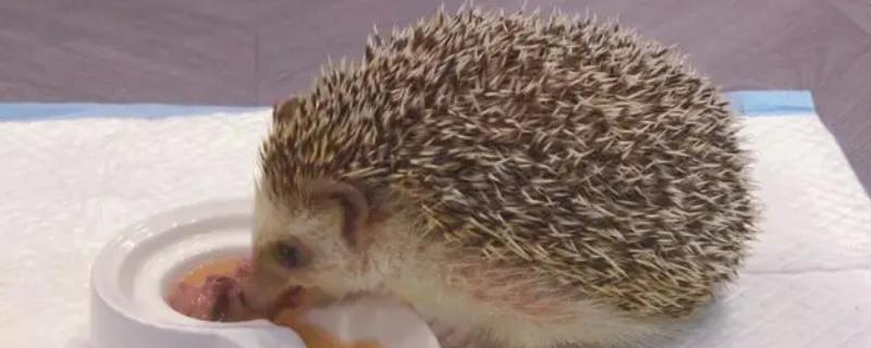 被刺猬扎到手如何处理