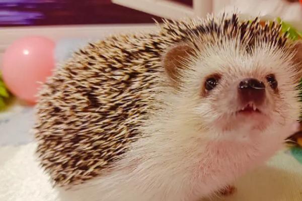 被刺猬扎到手如何处理,可用双氧水或肥皂水消毒