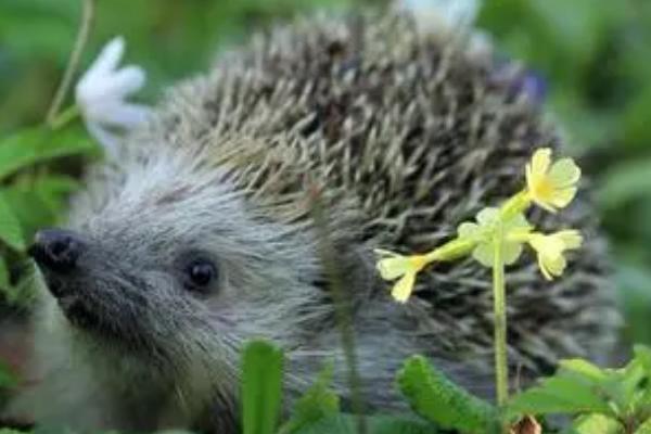 被刺猬扎到手如何处理,可用双氧水或肥皂水消毒