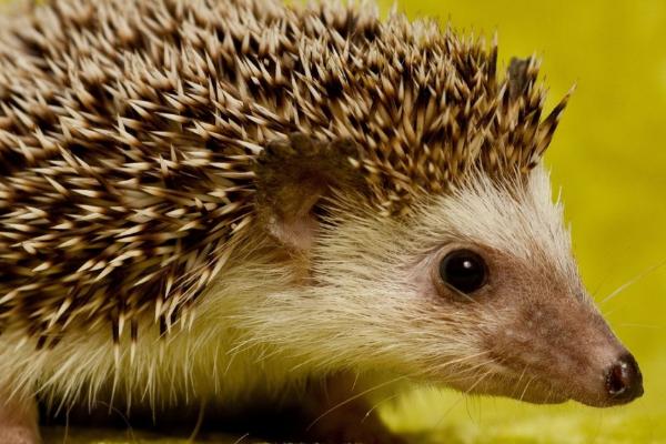 被刺猬扎到手如何处理,可用双氧水或肥皂水消毒