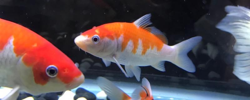 家里养的鱼跳缸是怎么回事
