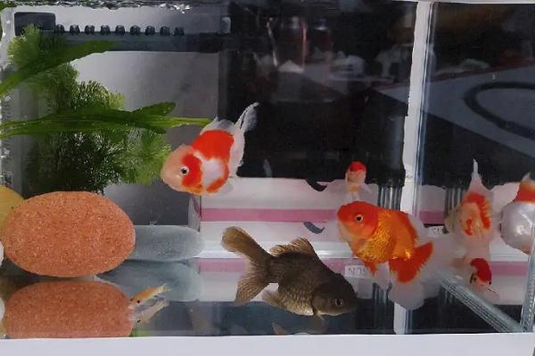 家里养的鱼跳缸是怎么回事,水质环境不好或受惊都会导致