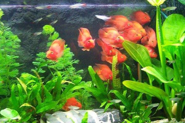 家里养的鱼跳缸是怎么回事,水质环境不好或受惊都会导致