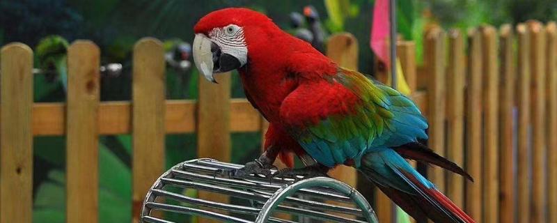 鹦鹉嘴巴裂了会自愈吗