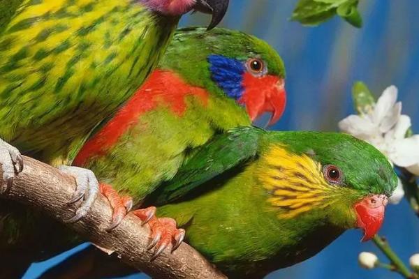 鹦鹉嘴巴裂了会自愈吗,多补充钙质会自愈