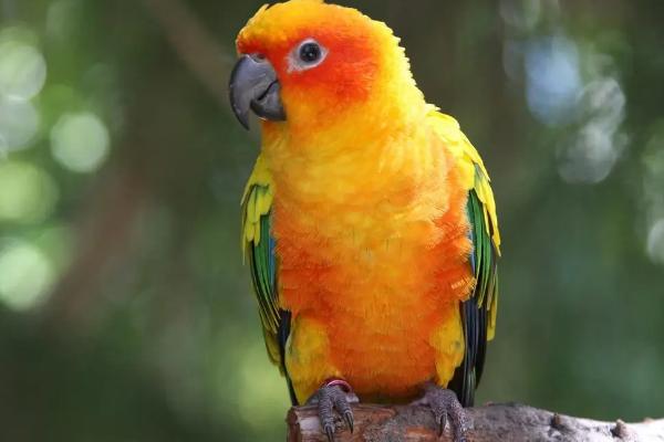 鹦鹉嘴巴裂了会自愈吗,多补充钙质会自愈