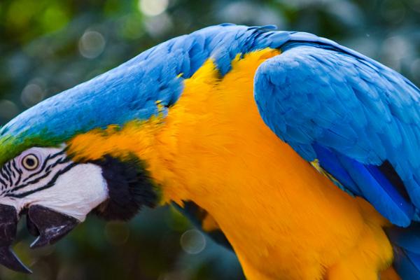 鹦鹉嘴巴裂了会自愈吗,多补充钙质会自愈