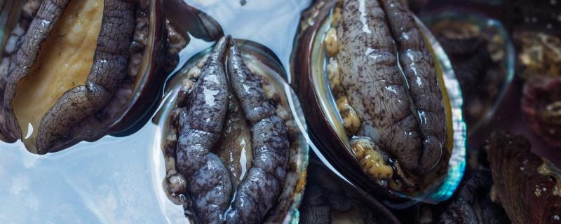 鲍鱼是不是海鲜
