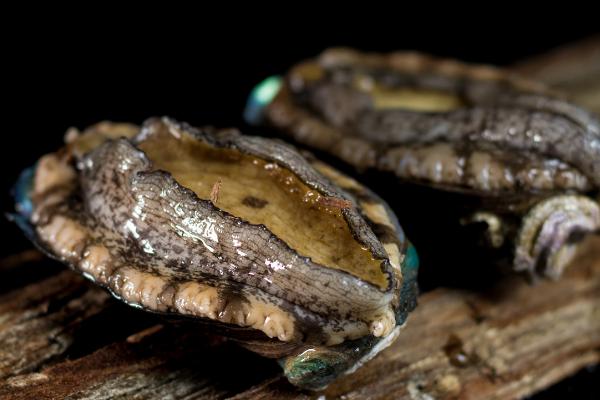 鲍鱼是不是海鲜,属于比较名贵的海鲜