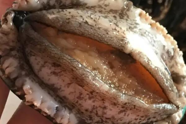 鲍鱼是不是海鲜,属于比较名贵的海鲜