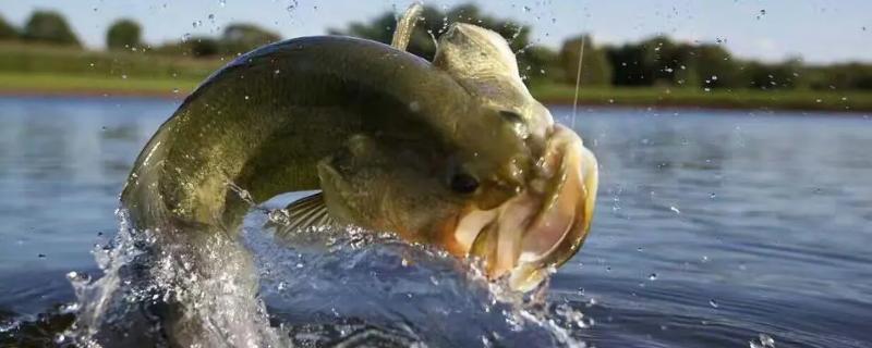 冬季能不能垂钓鲈鱼