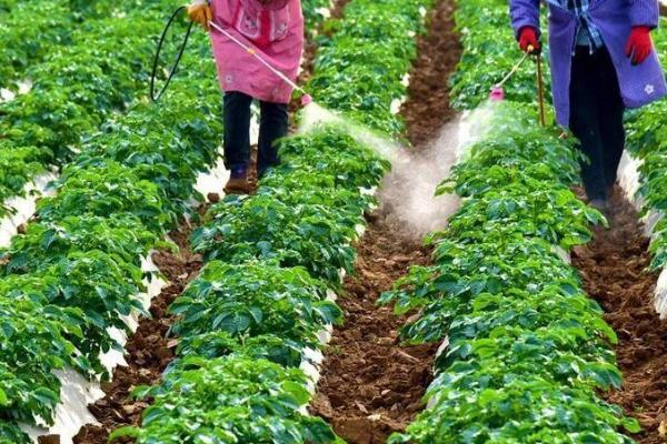 蔬菜施肥要点,这六点要牢记