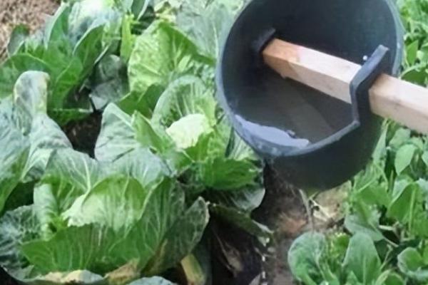 蔬菜施肥要点,这六点要牢记