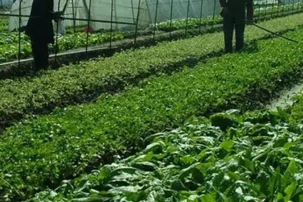 蔬菜施肥要点,这六点要牢记