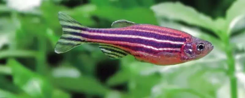 无氧情况下斑马鱼能不能存活