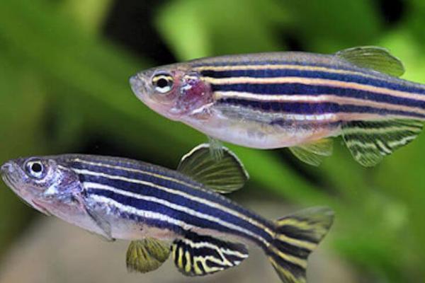 无氧情况下斑马鱼能不能存活,没有氧气就无法生存