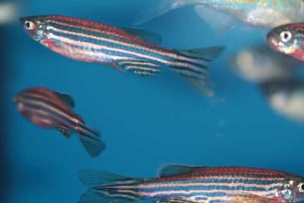 无氧情况下斑马鱼能不能存活,没有氧气就无法生存