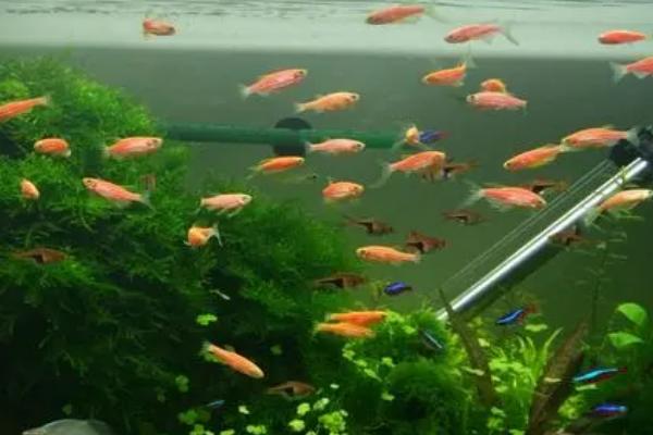 无氧情况下斑马鱼能不能存活,没有氧气就无法生存