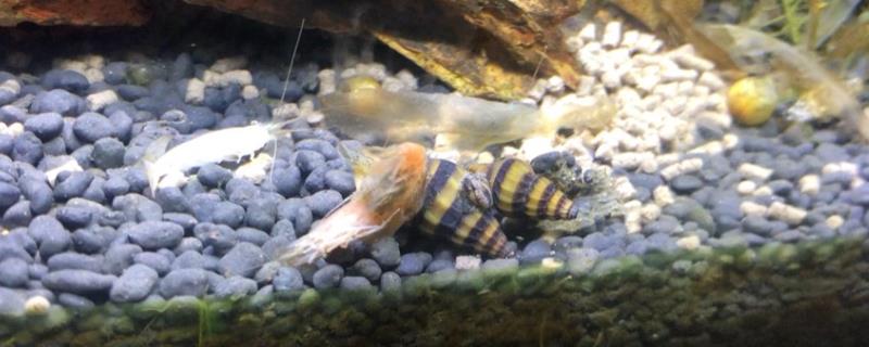 杀手螺好不好养