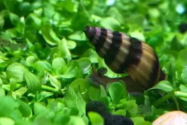 杀手螺好不好养,容易饲养但不能和鱼虾幼苗混养