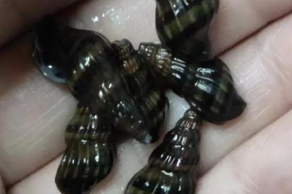 杀手螺好不好养,容易饲养但不能和鱼虾幼苗混养