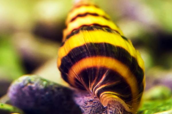 杀手螺好不好养,容易饲养但不能和鱼虾幼苗混养