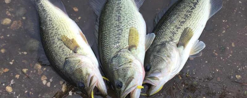 冬天怎么钓鲈鱼