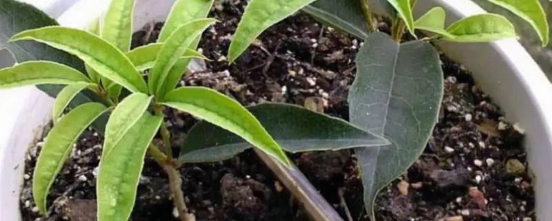 金桂花怎么繁殖