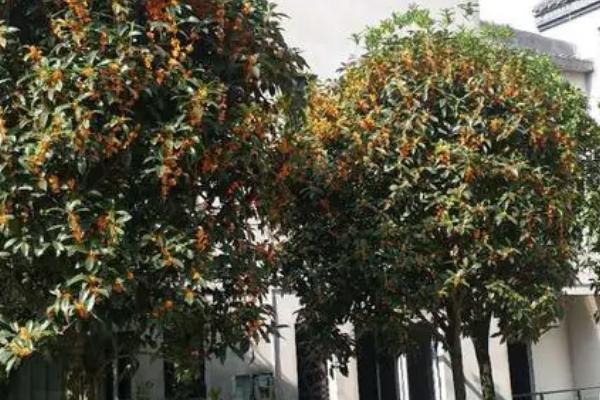 金桂花怎么繁殖,可扦插、嫁接或压条繁殖